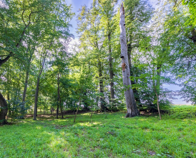 Zabytkowy pałac w Nowinach koło Dzierzgonia na sprzedaż. - 11