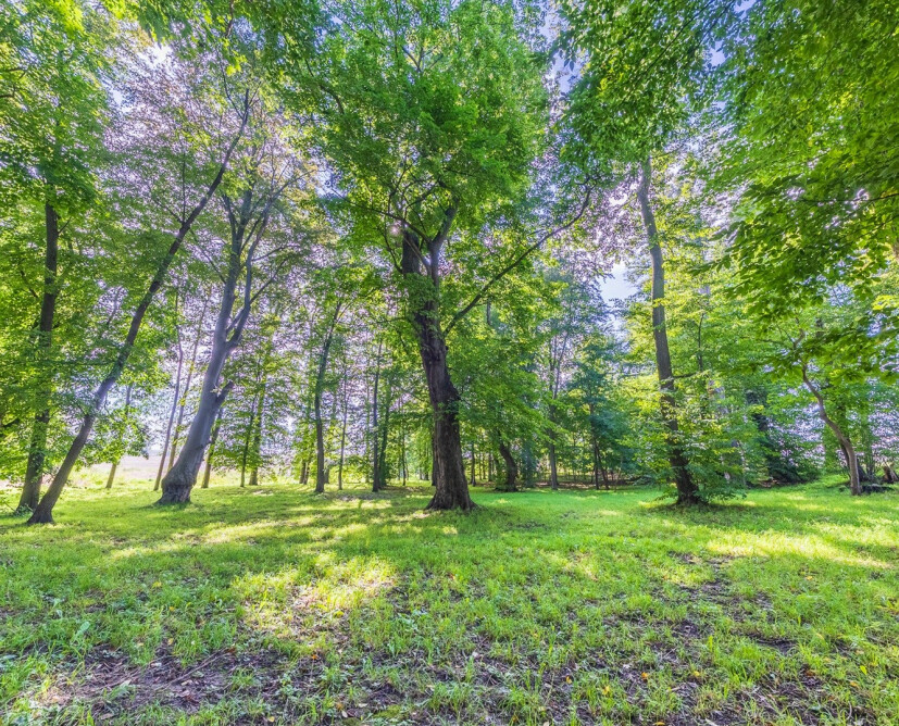 Zabytkowy pałac w Nowinach koło Dzierzgonia na sprzedaż. - 12