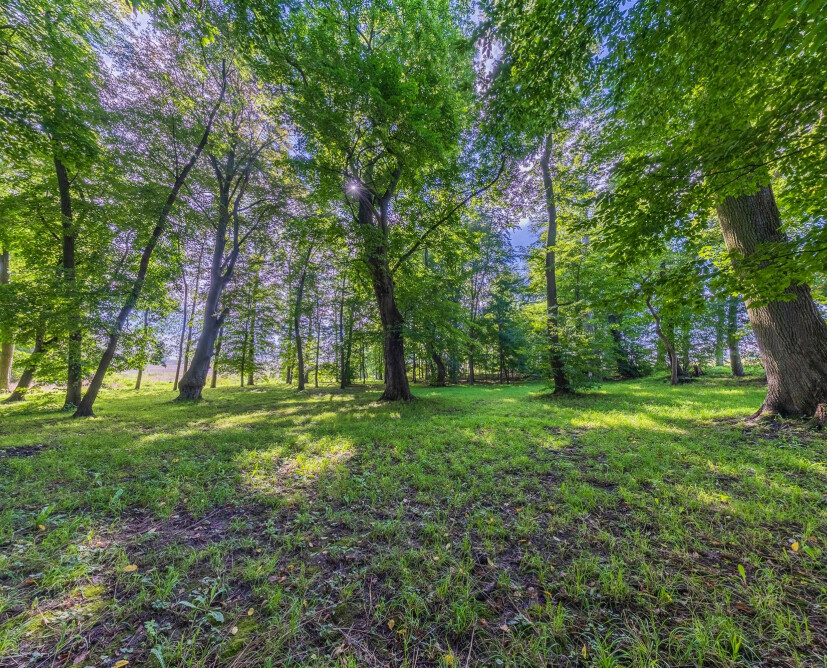 Zabytkowy pałac w Nowinach koło Dzierzgonia na sprzedaż. - 13