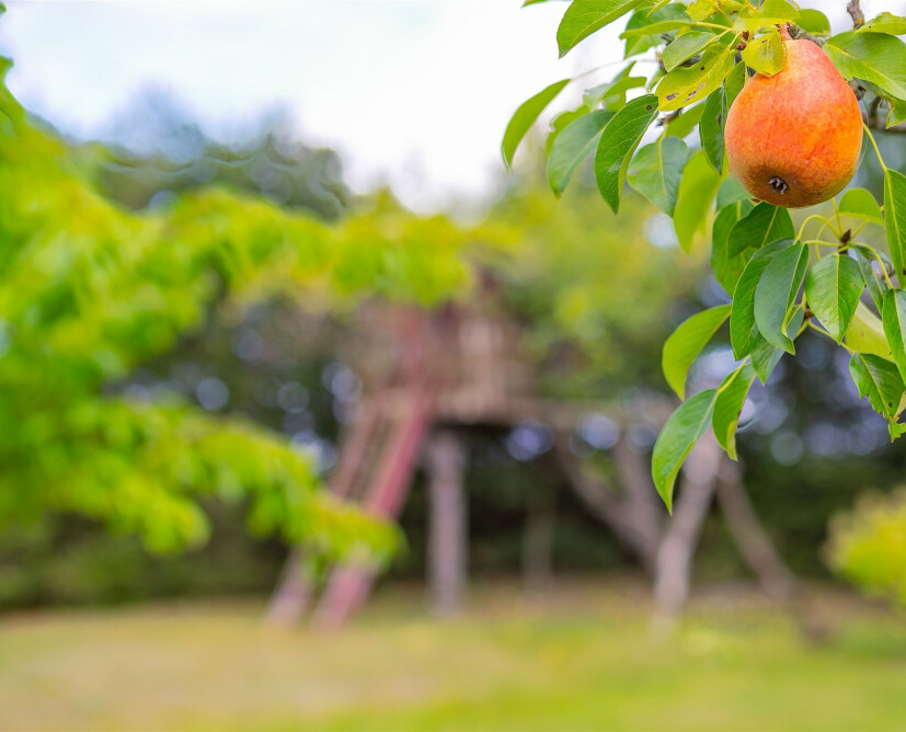 Klimatyczny dom z dużą działką na sprzedaż | Stare, gm. Wysoka - 25