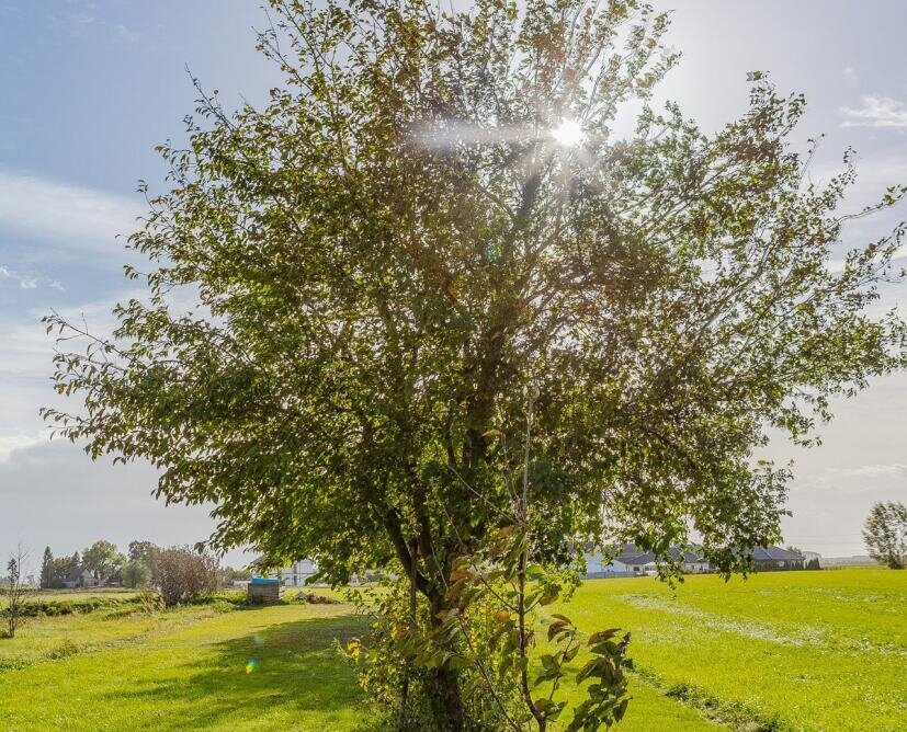 Mieszkanie na sprzedaż Przybychowo | Balkon, ogród 805 m², garaż - 16